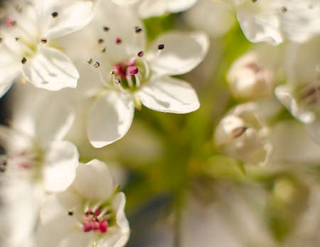 A close-up photography of beautiful flower, spring timeの写真素材