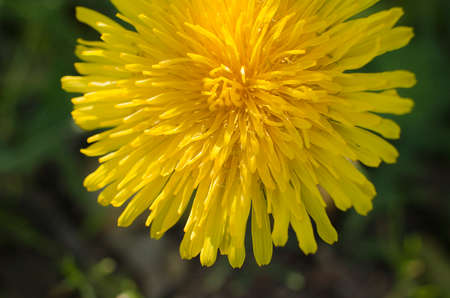 Extreme close up on flower pistels, spring time.の写真素材