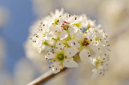 Extreme close up on flower pistels, spring time.の写真素材