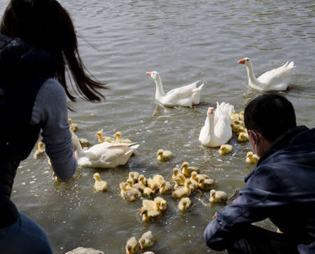 A family of swans in a riverの写真素材