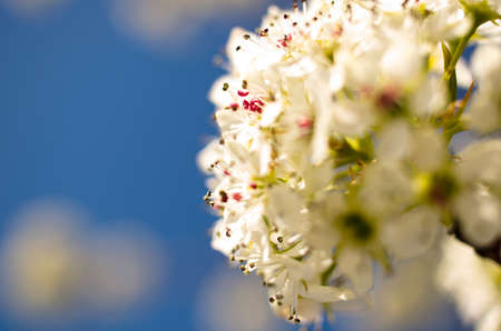 Extreme close up on flower pistels, spring time.の写真素材