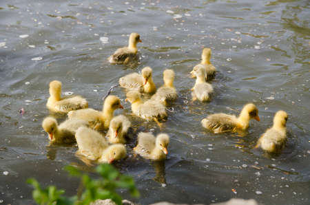A family of swans in a riverの写真素材