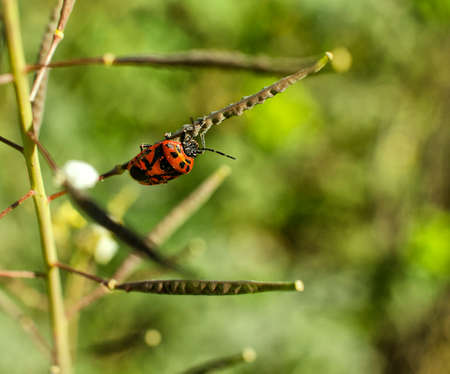 Extreme close up on flower pistels, spring time.の写真素材