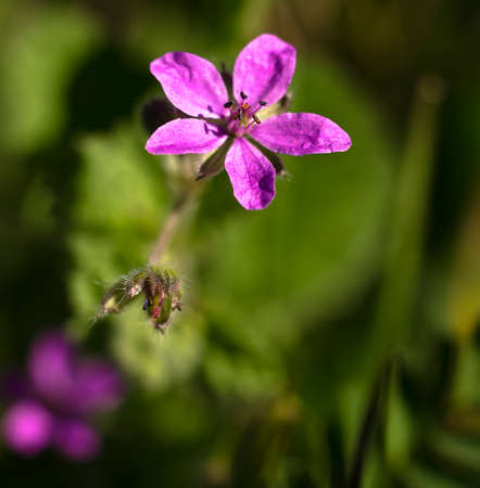 Extreme close up on flower pistels, spring time.の写真素材