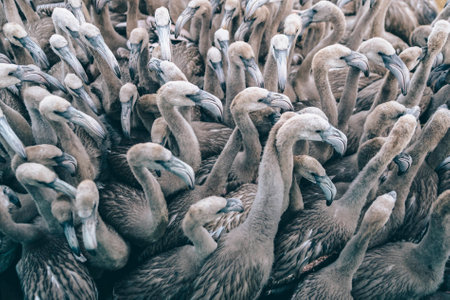Chicks of flamingos in the Overture of Odiel, Huelva, Spain.の写真素材