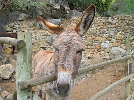 Donkey