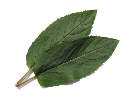Mint leaves isolated on white background