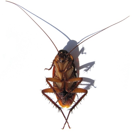 Dead cockroach の写真素材