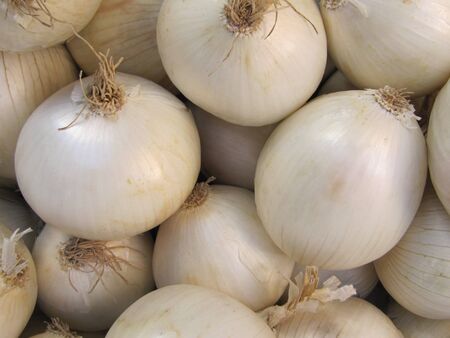 Harvest of white onionsの写真素材