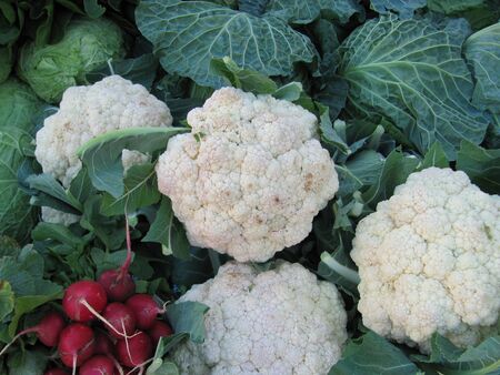 Collection of cauliflowers and radishes.の写真素材