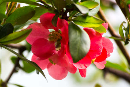 Beautiful flower in my garden