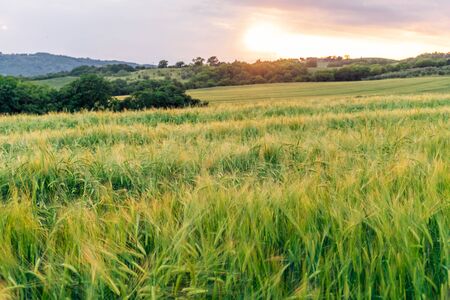 Fields filled with wheat and hills in the countryside, in the evening at sunset at the beginning of...