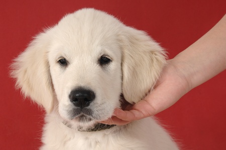 Golden retriever puppy