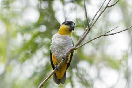 A colorful parrot.の写真素材