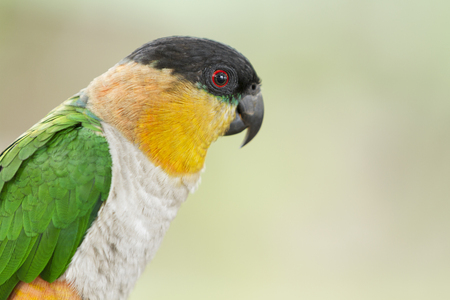 A colorful parrot.の写真素材
