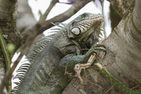 Iguana in Canaima National Park.の写真素材