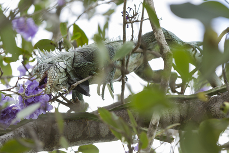 Iguana in Canaima National Park.の写真素材