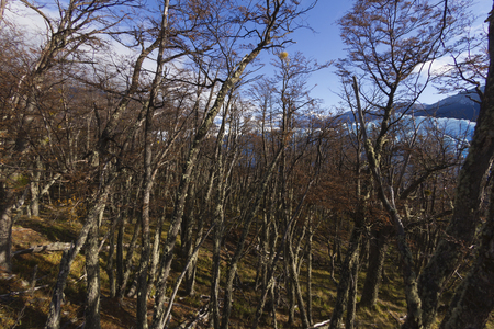 Forest in Patagonia, Argentina.の写真素材