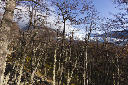 Forest in Patagonia, Argentina.の写真素材