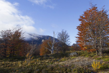Forest in Patagonia, Argentina.の写真素材