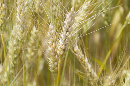 Beautiful wheat crop.の写真素材