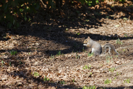 Squirrel in Central Park, New York City, USA.の写真素材