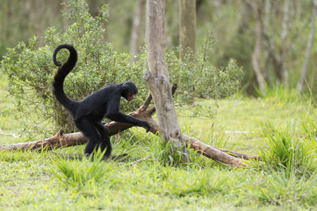 Spider Monkey.の写真素材