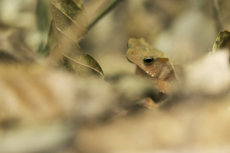 frogの写真素材