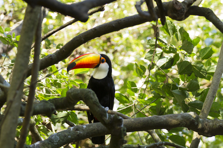 Toco Toucan.の写真素材
