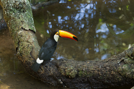 Toco Toucan.の写真素材