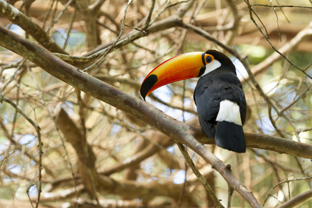 Toco Toucan.