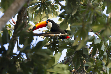 Toco Toucan.の写真素材