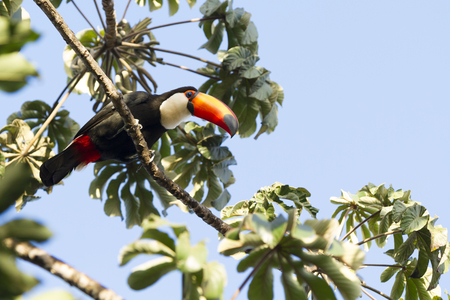 Toco Toucan.の写真素材