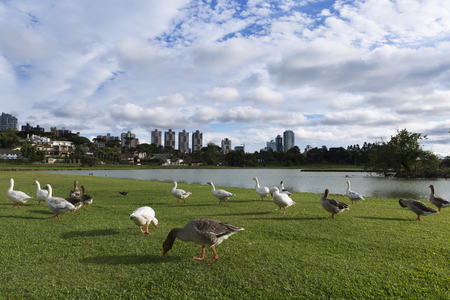 Barigui Park in Curitiba.の写真素材