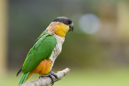 A colorful parrot.の写真素材