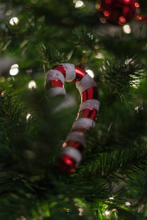 Candy cane hanging on the christmas tree | Candy cane hanging on the christmas treeの写真素材