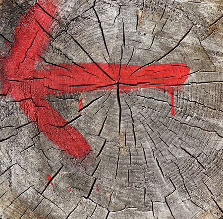 red arrow at the cut tree trunkの写真素材