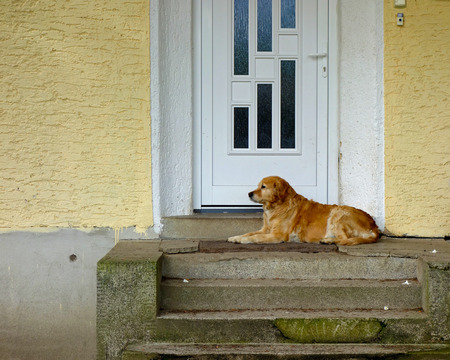 domestic dog lying at the door of the houseの写真素材