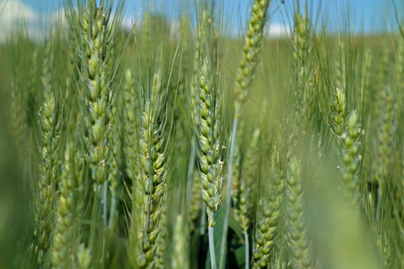 green ears of grain and beautiful blue skyの写真素材