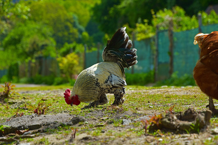 Biological breeding of hens in the wildの写真素材