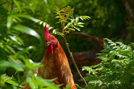 Biological breeding of hens in the wildの写真素材