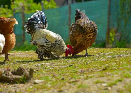 Biological breeding of hens in the wildの写真素材