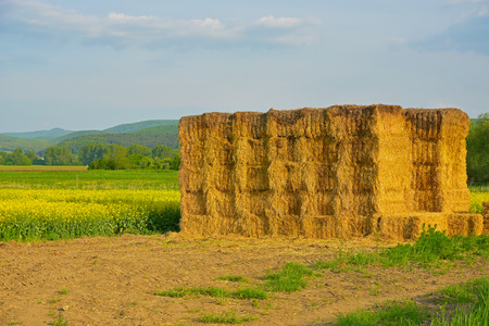 Dried straw stacked on the field