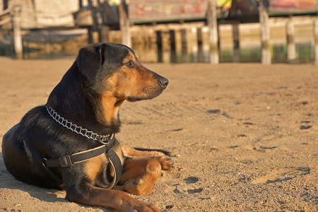 Dog on a sandy beach by the seaの写真素材