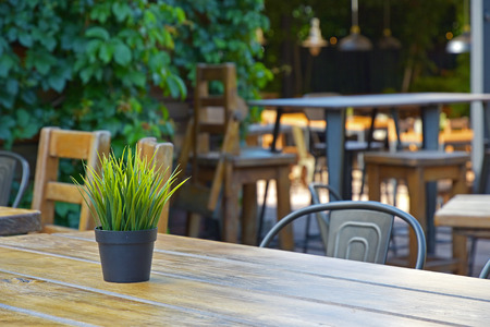 Green leaves in a flower pot on a restaurant table and blurred backgroundの写真素材