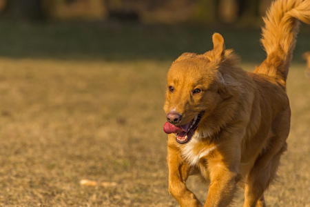 dog runs in the parkの写真素材