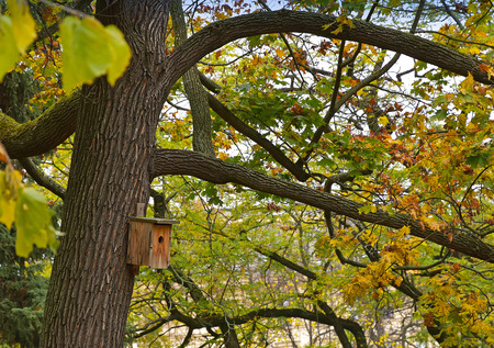 wooden bird box in a tree in autumn