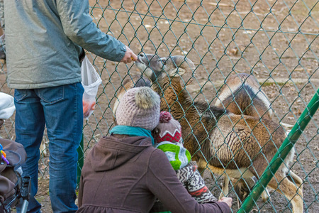 the person gives food to the animal and the woman with the child is watchingの写真素材