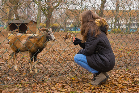 girl feeds animals in the parkの写真素材