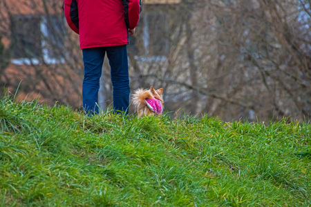 person has a little dog on a leashの写真素材
